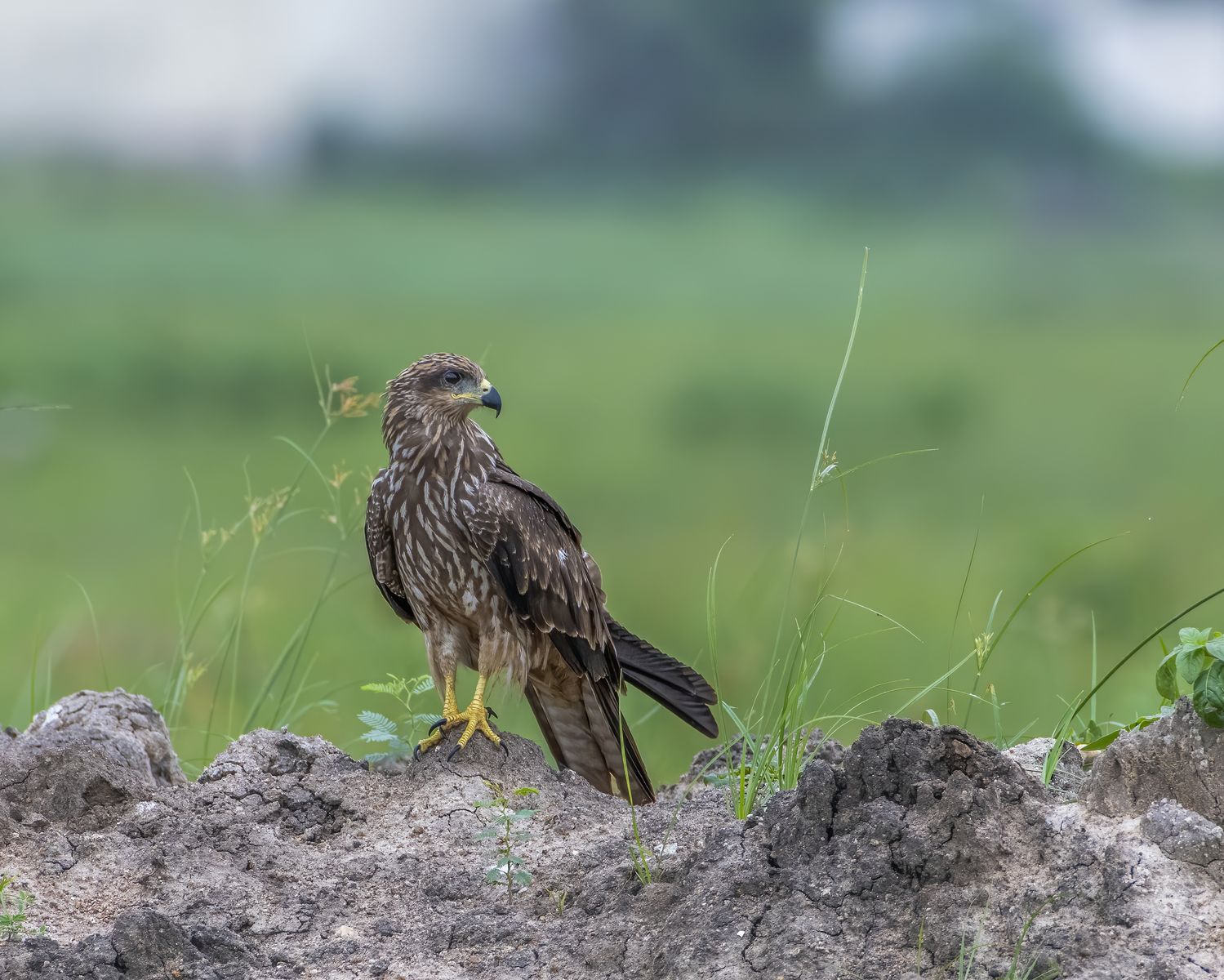 Black kite (7)